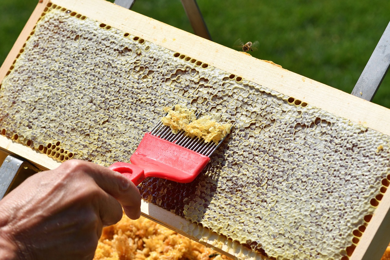 Basics of Eco-Friendly Beekeeping for Beginners